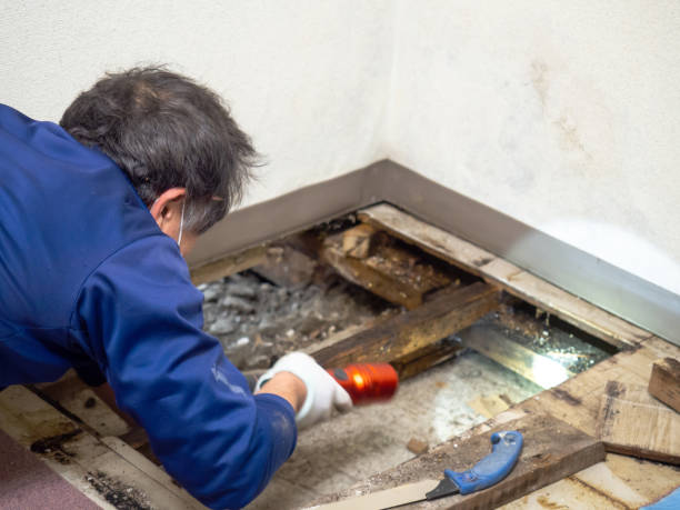 Best Mold Remediation for Schools in Crystal Springs, MS