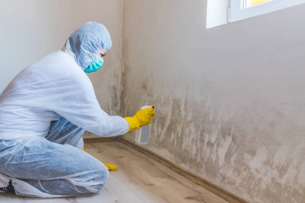 Best DIY Mold Remediation Support Services in Crystal Springs, MS