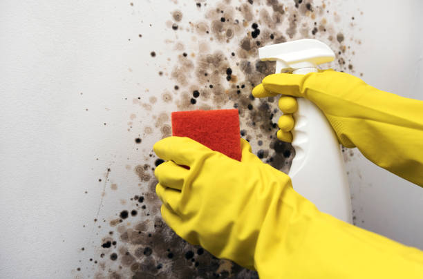 Best Bathroom Mold Remediation in Crystal Springs, MS